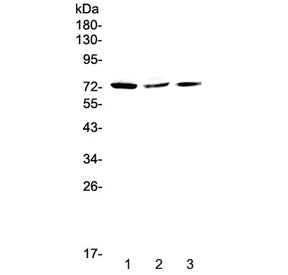 TORC2 Antibody / CRTC2