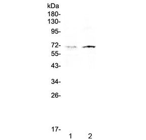 CLPX Antibody / Caseinolytic protease X