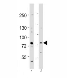 Western blot testing of Melk antibody at 1:1000 dilution. Lane 1: mouse spleen lysate; 2: mouse thym