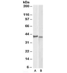 CX3CR1 Antibody