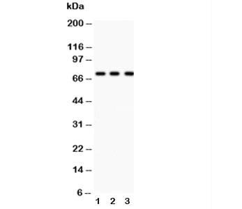 p73 Antibody