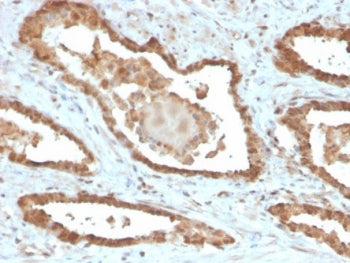 MIF Antibody / Macrophage migration inhibitory factor