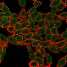 Immunofluorescent staining of PFA-fixed human HeLa cells. Cytoplasmic P-bodies and nucleoplasm show 