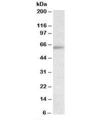 HIC2 Antibody