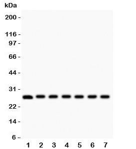 Galectin 3 Antibody