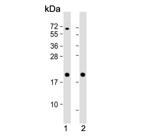 Ferritin heavy chain Antibody / FTH1