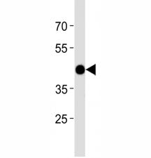 Atf4 antibody western blot analysis in zebrafish muscle tissue lysate.
