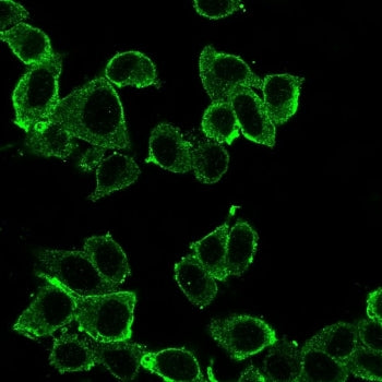 Immunofluorescent staining of PFA-fixed human HeLa cells using Daxx antibody (green, clone PCRP-DAXX
