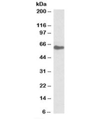 GGT1 Antibody