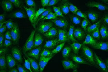 Immunofluorescent staining of FFPE human U-2 OS cells with HSP27 antibody (green) and DAPI nuclear s
