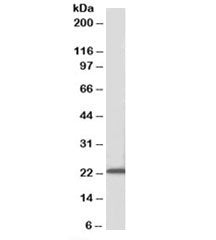 Ascl3 Antibody