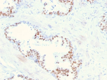 NKX3.1 Antibody