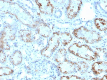 IHC staining of FFPE human kidney with RBP4 antibody. HIER: boil tissue sections in pH 9 10mM Tris w