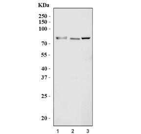 AHRR Antibody / Aryl Hydrocarbon Receptor Repressor