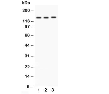 Integrin alpha 1 Antibody