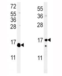 IL-4 Antibody