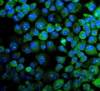 MAPK11 Antibody