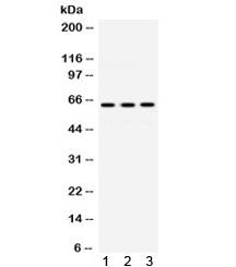 EME1 Antibody