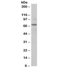 RANGAP1 Antibody