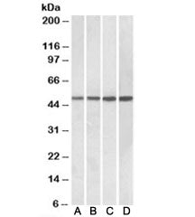 BEND5 Antibody