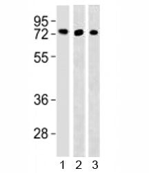 TFE3 Antibody