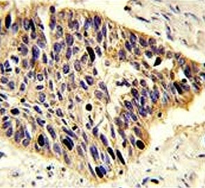 EBP1 Antibody / ErbB3-binding protein 1 / PA2G4