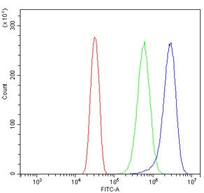 SCN2A Antibody