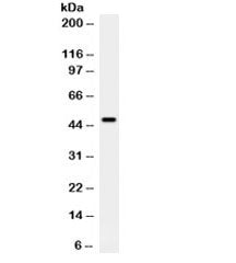 Western blot testing of rat brain with PTEN antibody. Expected molecular weight: 47~55 kDa (isoform 