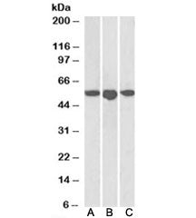 ENT1 Antibody
