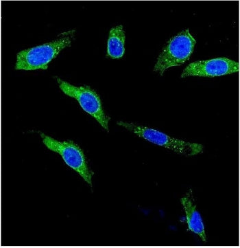 KCNH1 Antibody