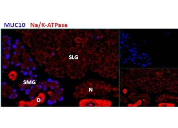 MUC10 Antibody