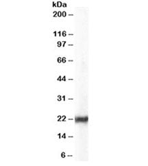 HP1 alpha Antibody