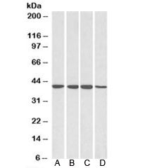 RAE1 Antibody