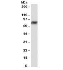 Western blot testing of bone marrow lysate with DDX41 antibody at 0.5ug/ml. Predicted molecular weig