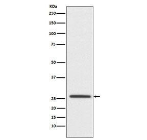Claudin 11 Antibody / CLDN11