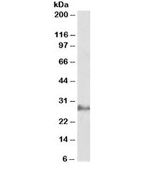 IL22 Antibody
