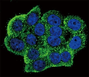 Phospho-TERT Antibody (pY707)