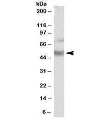 ULK3 Antibody