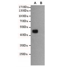 WNT3 Antibody