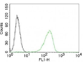 Transferrin Receptor Antibody / TFRC / CD71