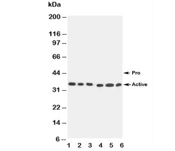 Western blot testing of Caspase-9 antibody and Lane 1: SMMC-7721; 2: MCF-7; 3: CEM; 4: Jurkat; 5: Ra