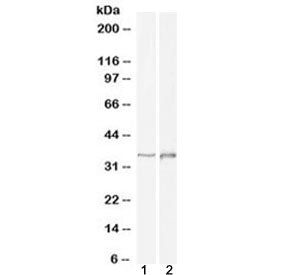 DLX2 Antibody