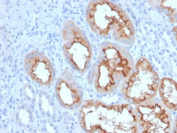 IHC staining of FFPE human kidney with FGF23 antibody. HIER: boil tissue sections in pH 9 10mM Tris 