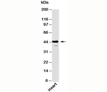 Als2Cr2 Antibody / STRADB