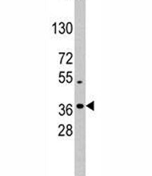 NANOG Antibody