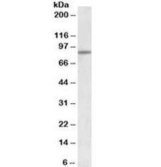 Western blot testing of HeLa lysate with ATF6 antibody at 2ug/ml. Predicted molecular weight: 75~90k