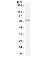 Pescadillo Antibody