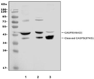 Western blot testing of 1) mouse heart, 2) rat heart and 3) rat skeletal muscle with Caspase 9 p35 a