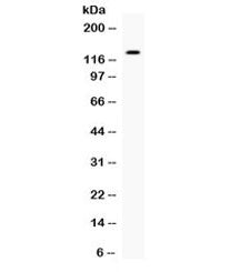 EGF Antibody