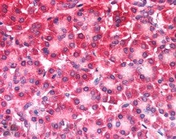CARD6 Antibody